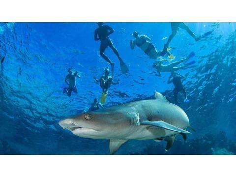 Snorkel with Sharks Fiji Experience the Ultimate Dive Trip