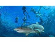 Snorkel with Sharks Fiji Experience the Ultimate Dive Trip
