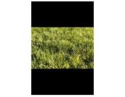 Best Artificial Grass Perth for Beautiful Outdoor Spaces