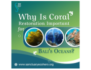 Why Is Coral Restoration Important for Bali’s Oceans?