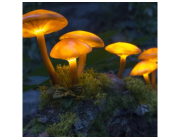 Luminous Lucy Mushroom Spores Collection for Mycology Studies