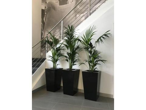Indoor Plant Rental Victoria – Stylish Greenery for Any Space