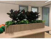 Plant Hire Clayton – Indoor Plants for Offices & Events