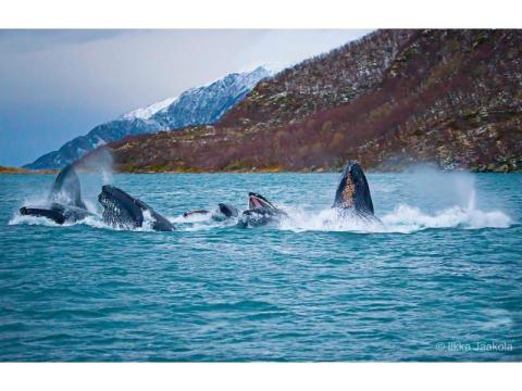 Arctic Whale Tours Norway – Top Wildlife Adventure for US Travelers