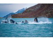 Arctic Whale Tours Norway – Top Wildlife Adventure for US Travelers