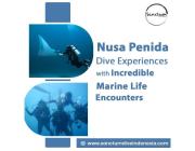 Nusa Penida Dive Experiences with Incredible Marine Life Encounters