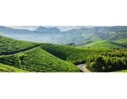 Discover the Healing Power of Kerala’s Ancient Traditions