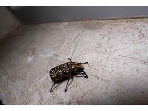 Professional Bed Bug Treatment Irvine | Malang Pest Control