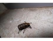 Professional Bed Bug Treatment Irvine | Malang Pest Control