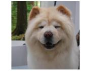 Premium Pet Grooming Package USA | Professional Dog Grooming North Hollywood Services