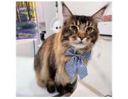 Professional cat grooming packages in USA – Gentle & Stress-Free Cat Care Services