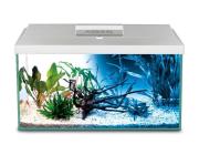 Managing a Healthy Aquarium with Oasis Aquariums