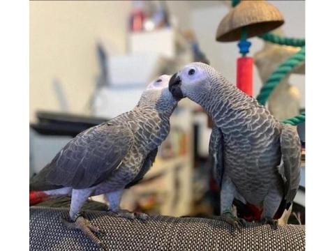 Healthy & Well-Socialized African Grey Parrots for Sale