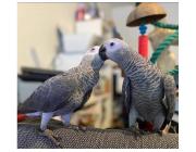 Healthy & Well-Socialized African Grey Parrots for Sale