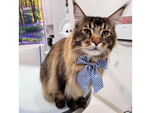 Cat Grooming Packages in USA – Professional Cat Spa & Grooming Services