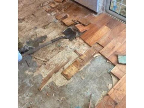 Mold Remediation Company Florida | Rapid Recovery Team