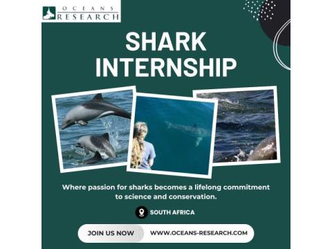Shark Internship South Africa