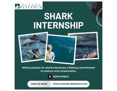 Shark Internship South Africa