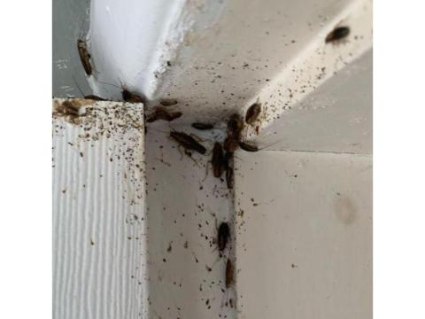Cockroach Treatment