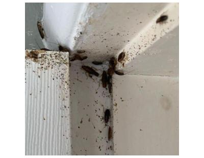 Cockroach Treatment