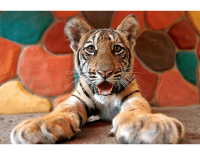 Tiger Topia Sriracha Zoo