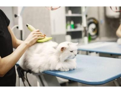 Affordable Cat Grooming In Dubai | Paws & Claws Pets