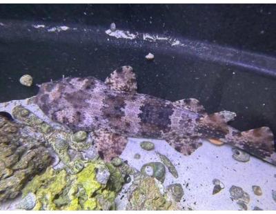 Stingrays for Sale – Healthy Freshwater & Marine Stingrays Online