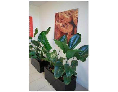 Office Plant Hire Melbourne – Professional Indoor Plant Solutions