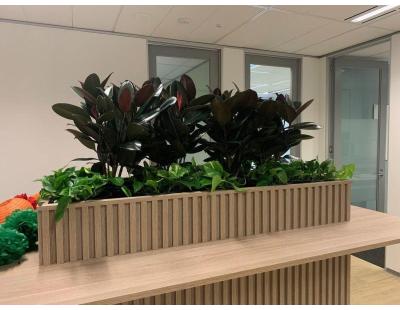 Corporate Plant Hire Melbourne – Premium Indoor Plant Services