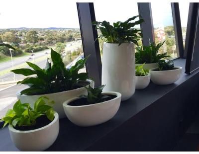 Event Plant Hire – Stylish Greenery for Every Occasion