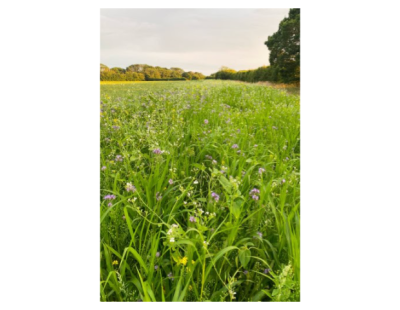Biodiverse Farm in West Sussex