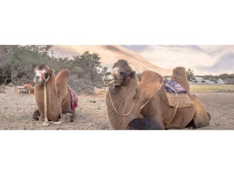 Explore Nubra Valley & Pangong with a Luxury Ladakh Tour