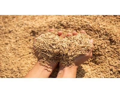 Dhan Mandi Bhav Aaj Ka | Daily Paddy Market Rates Across All Mandis