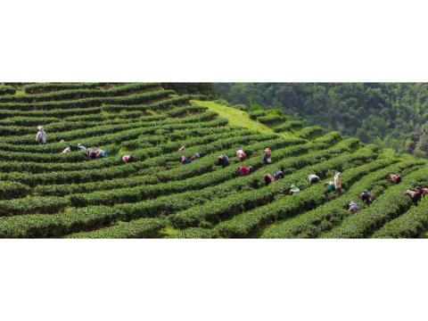 Hornbill Festival Holiday Package – Limited Group Departure - 2/2