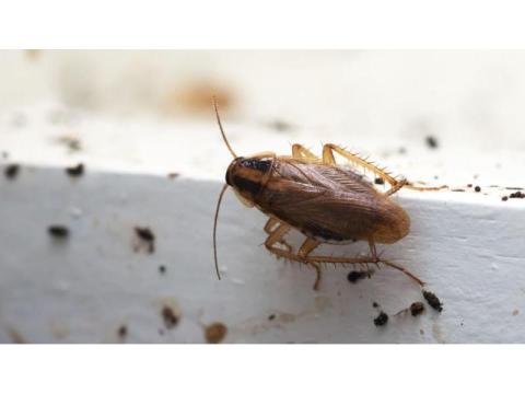 Cockroach Treatment