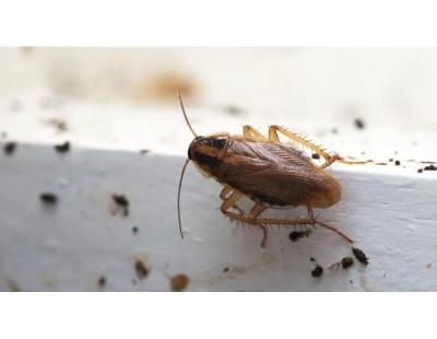 Cockroach Treatment