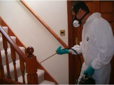 Termite Spray