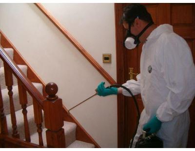 Termite Spray