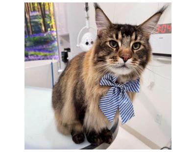 Shop Cat Grooming Packages at Fluffology in North Hollywood