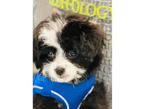 Buy Dog Grooming Spa Packages in North Hollywood