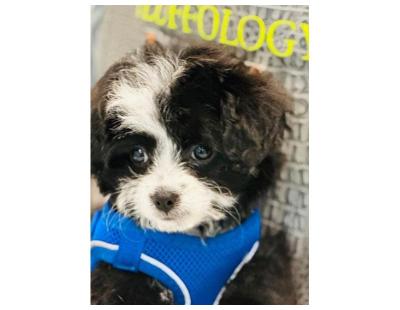 Buy Dog Grooming Spa Packages in North Hollywood