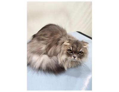 Shop Cat Grooming Packages in North Hollywood