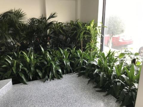 Indoor Plant Rental Victoria for Stylish Workspaces
