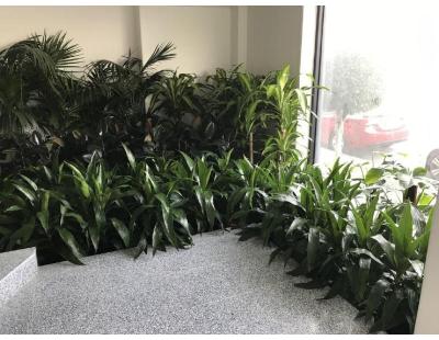 Indoor Plant Rental Victoria for Stylish Workspaces