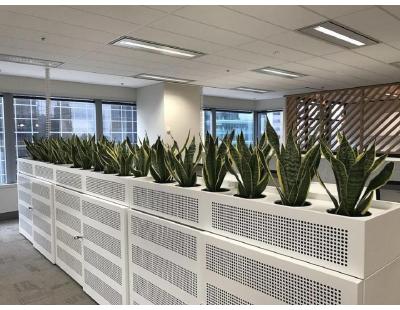 Indoor Plant Hire In Melbourne for Beautiful Workspaces