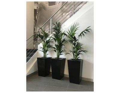 Plant Hire Clayton for Fresh and Stylish Workspaces