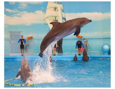 Dolphin show pattaya