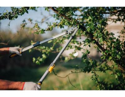 Tree Pruning Sydney