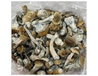 magic mushrooms available