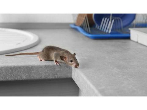 Rat Control Service